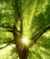 Pure Nature